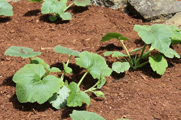  compost