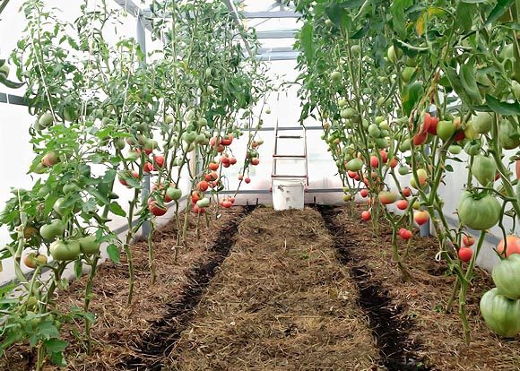  Mulching tomatoes