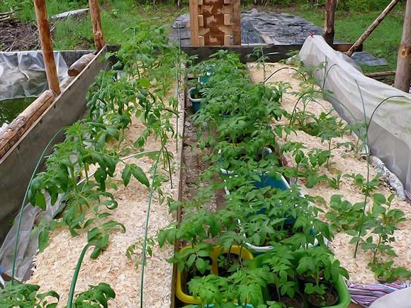  Aserrín en tomates en un invernadero como mantillo