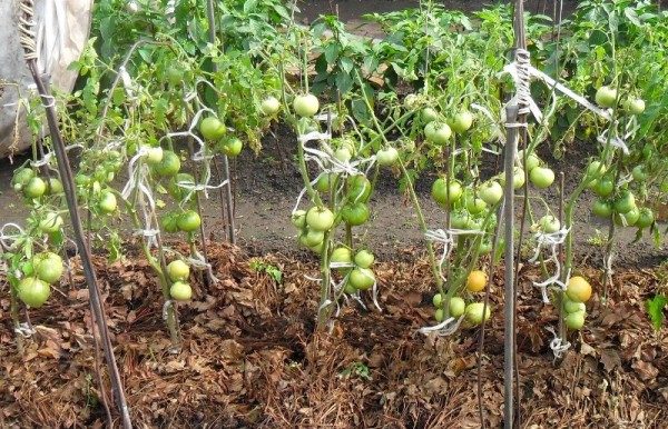  Per ridurre il numero di innaffiature e accelerare la maturazione dei frutti, i pomodori vengono tritati