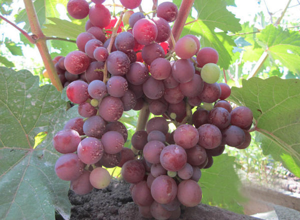  Muscat grape variety