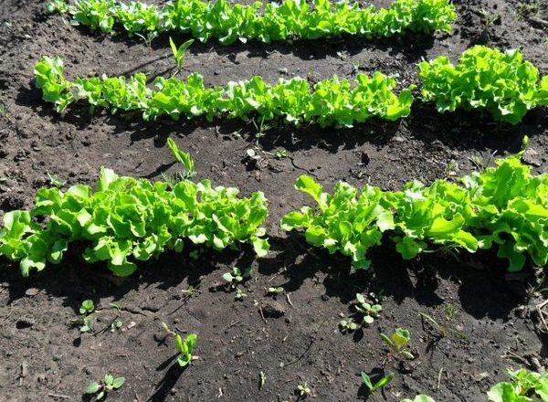  Come piantare un'insalata
