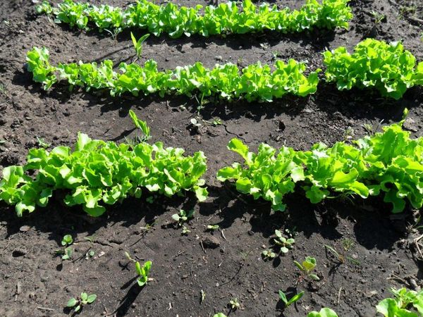 Come piantare un'insalata