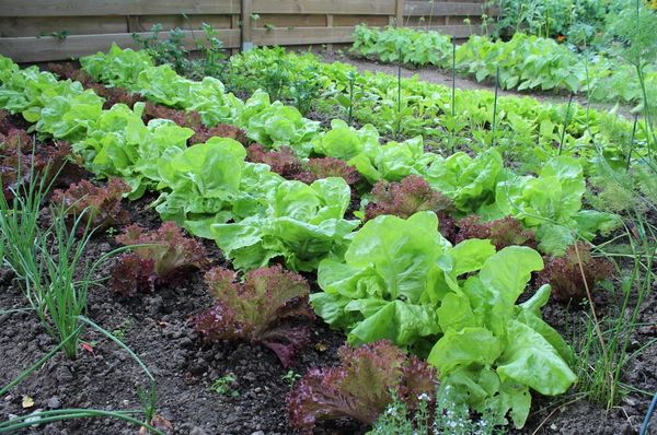  Un luogo ben ventilato e illuminato viene scelto per piantare l'insalata.