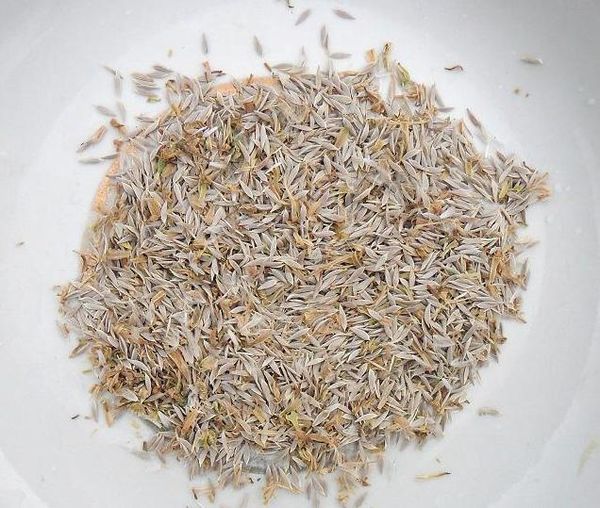  Semi di lattuga