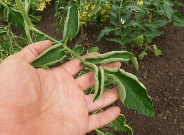  Falta de oligoelementos en los tomates.