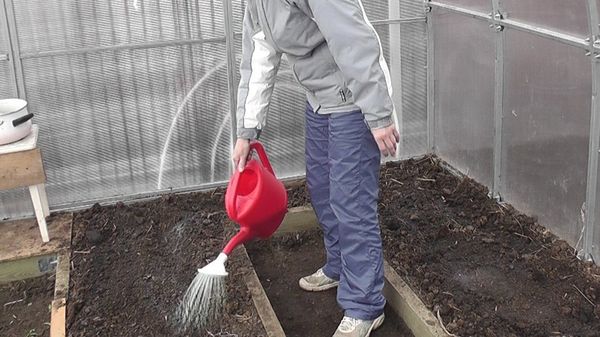  Prevenirea bolilor de roșii în seră