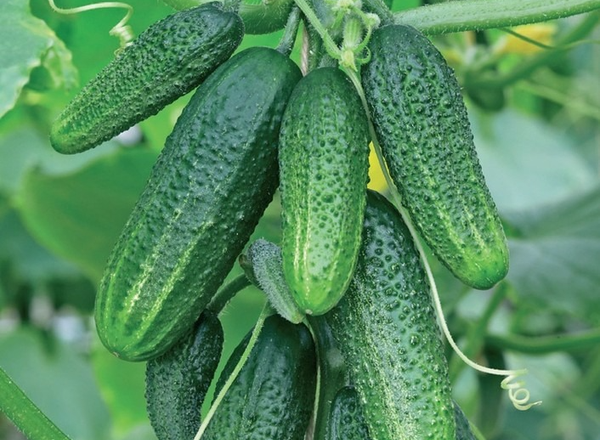  Connie Cucumber