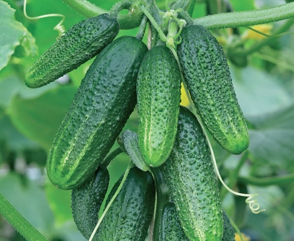  Connie Cucumber