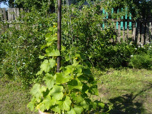  Pentru soiul Connie, instalarea șinelor sau suporturilor este obligatorie.