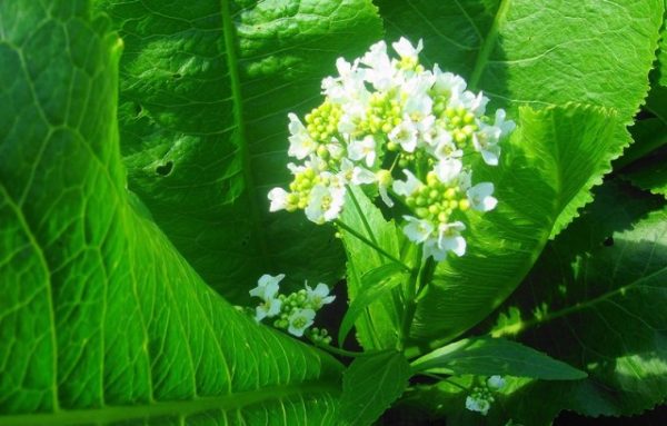  Piante di fiori di rafano