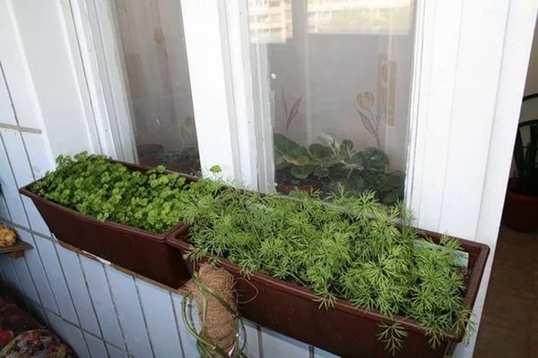  Cuando se cultiva en un balcón, las altas temperaturas pueden causar el amarilleo del eneldo.