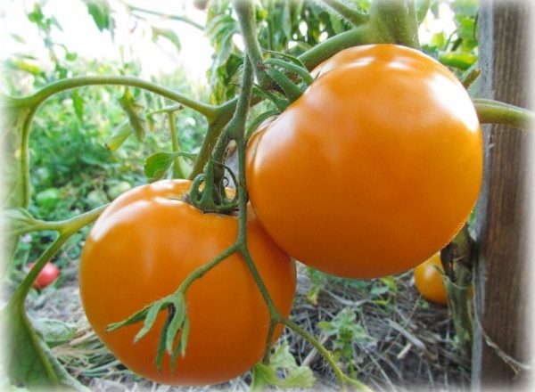  Tomates amarillos