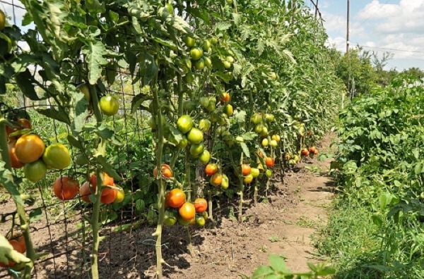  Cultivo de tomates en un enrejado