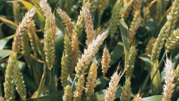  Ureche de grâu Fusarium