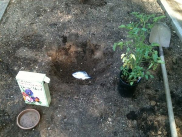  Top dressing fish tomato