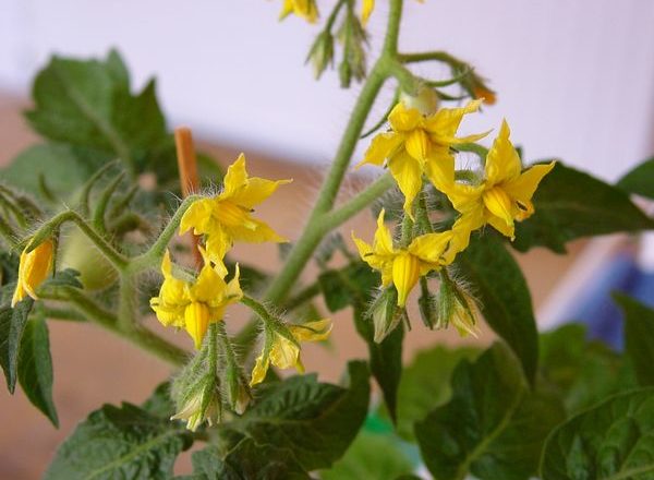 Pollination of tomatoes