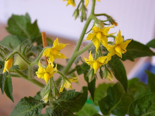  Polinización de los tomates.
