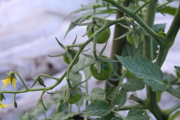  Para obtener una buena cosecha, es necesario que la mayor cantidad posible de frutas pueda comenzar.