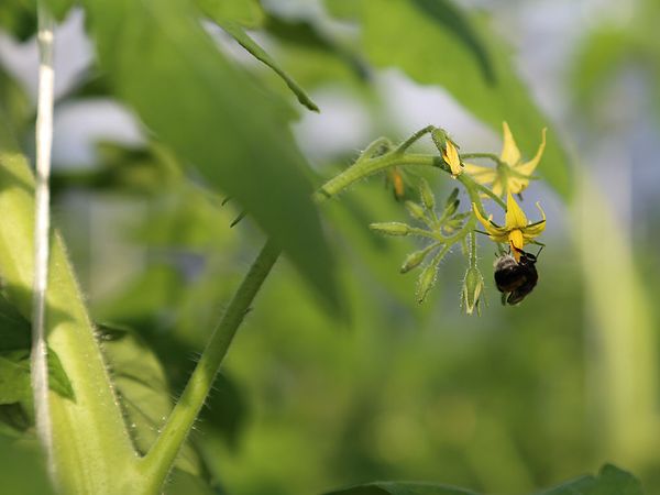  Polinizacion de insectos naturales