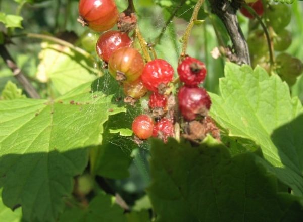  Currant mite