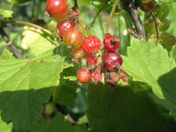  Currant mite