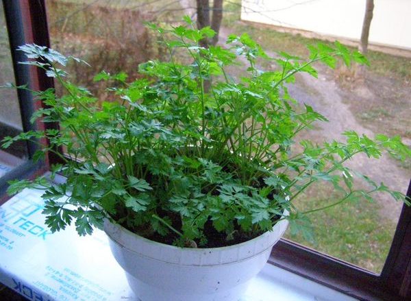  Cultivarea patrunjelului pe pervazul ferestrei