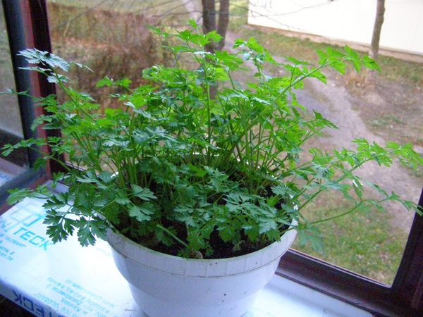  Cultivarea patrunjelului pe pervazul ferestrei