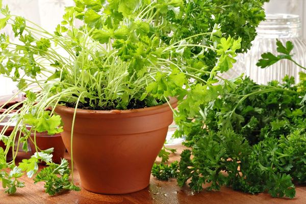  Tava din plastic cu o înălțime de 25 cm este potrivită pentru cultivarea pătrunjelului
