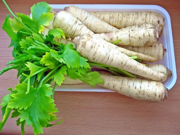  Pătrunjel rădăcină