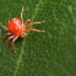  Araña roja