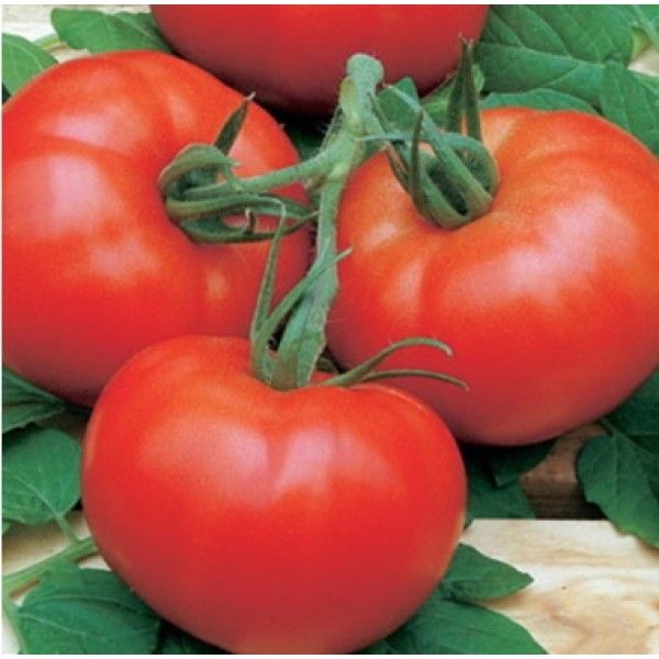  Description and characteristics of the variety La-la-fa