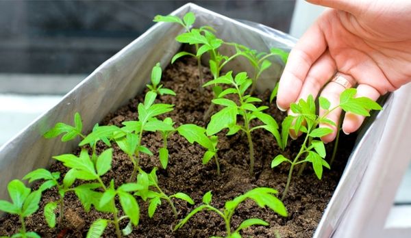  Cuidado de plántulas de tomate