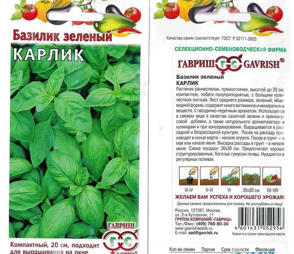  Basil Dwarf