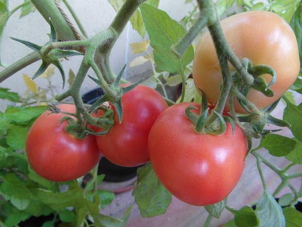  Cele mai bune soiuri determinante de tomate pentru sere în Siberia
