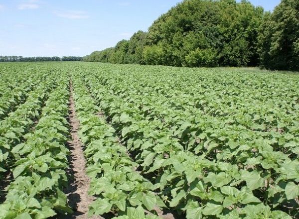 Erbicide pentru floarea-soarelui