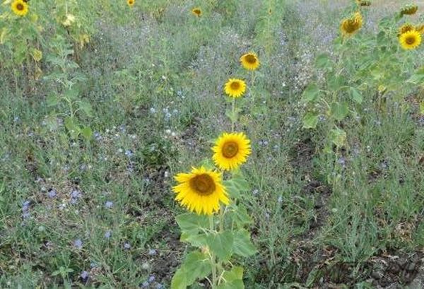  Di norma, l'erba cresce più velocemente del girasole