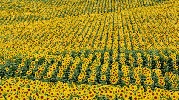  Il criterio principale per un ricco raccolto è il controllo complesso delle infestanti.
