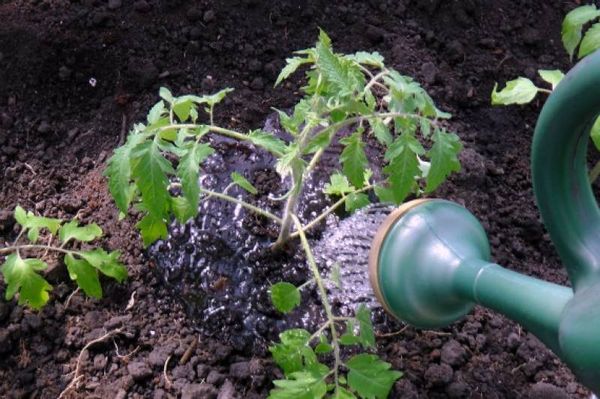  Erros que os jardineiros cometem quando transplantam para o chão