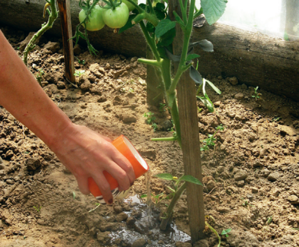  Recensioni giardinieri sulla salute dei fertilizzanti