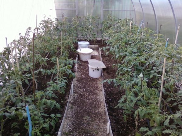  Tomates ligeramente compostados