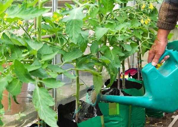  Plantarea răsadurilor pe paturi deschise