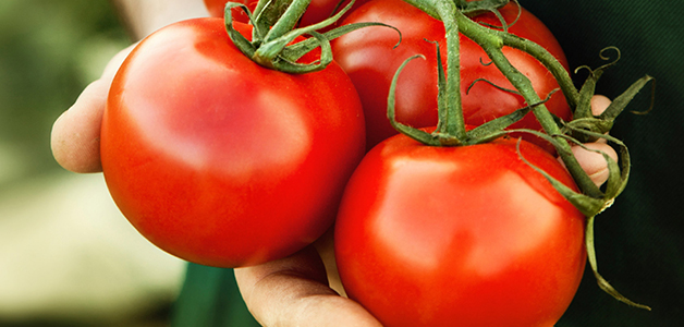  uso de tomates