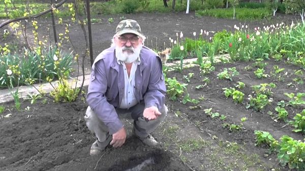  Termos para o plantio de tomates em campo aberto na Bielorrússia e Kuban