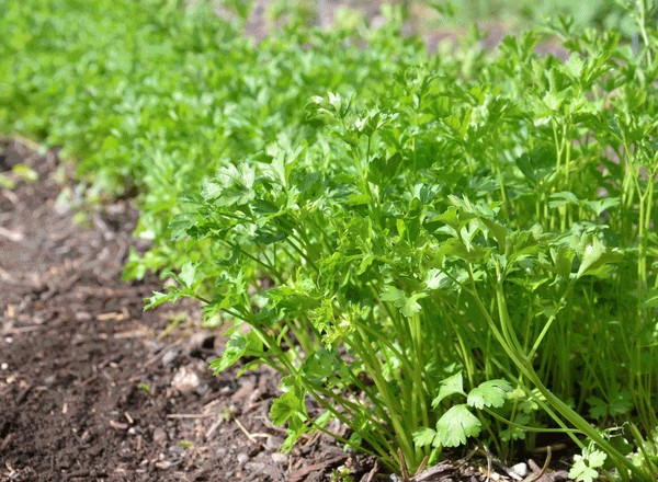  Plantarea și îngrijirea patrunjelului