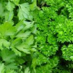  Frondoso e riccio