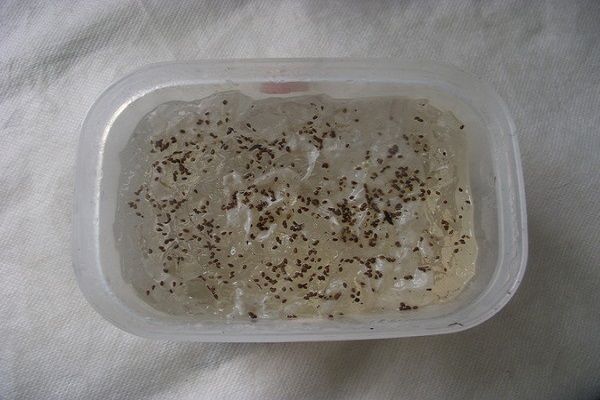 Inzuppare i semi di prezzemolo