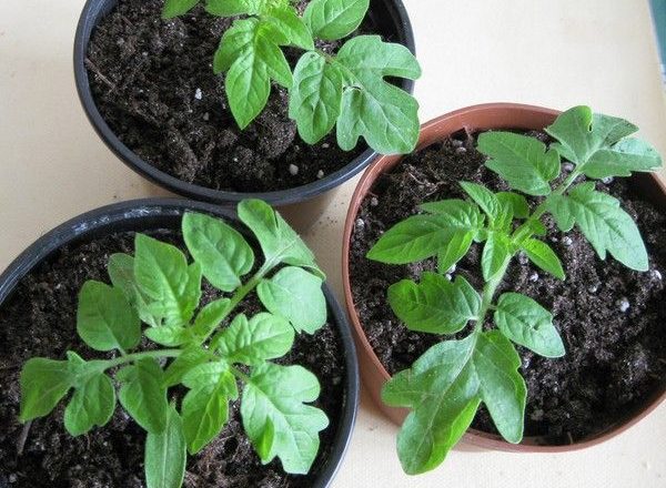  What to do if tomato seedlings do not grow after picking