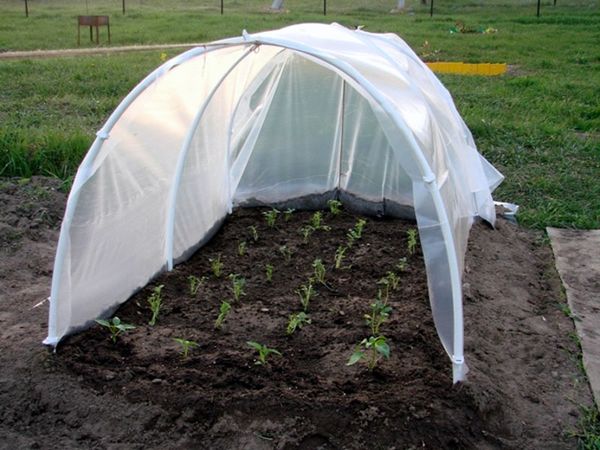  Termos para o plantio de tomates em campo aberto na Bielorrússia e Kuban