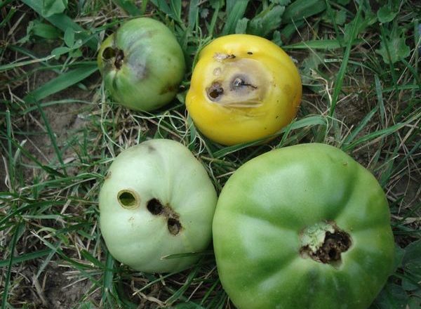  Wireworm on tomatoes in a greenhouse